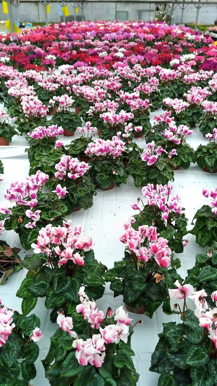 Une mer de cyclamens rouges, roses et blancs