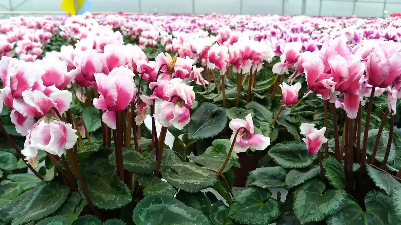 Une serre pleine de cyclamens roses et blancs